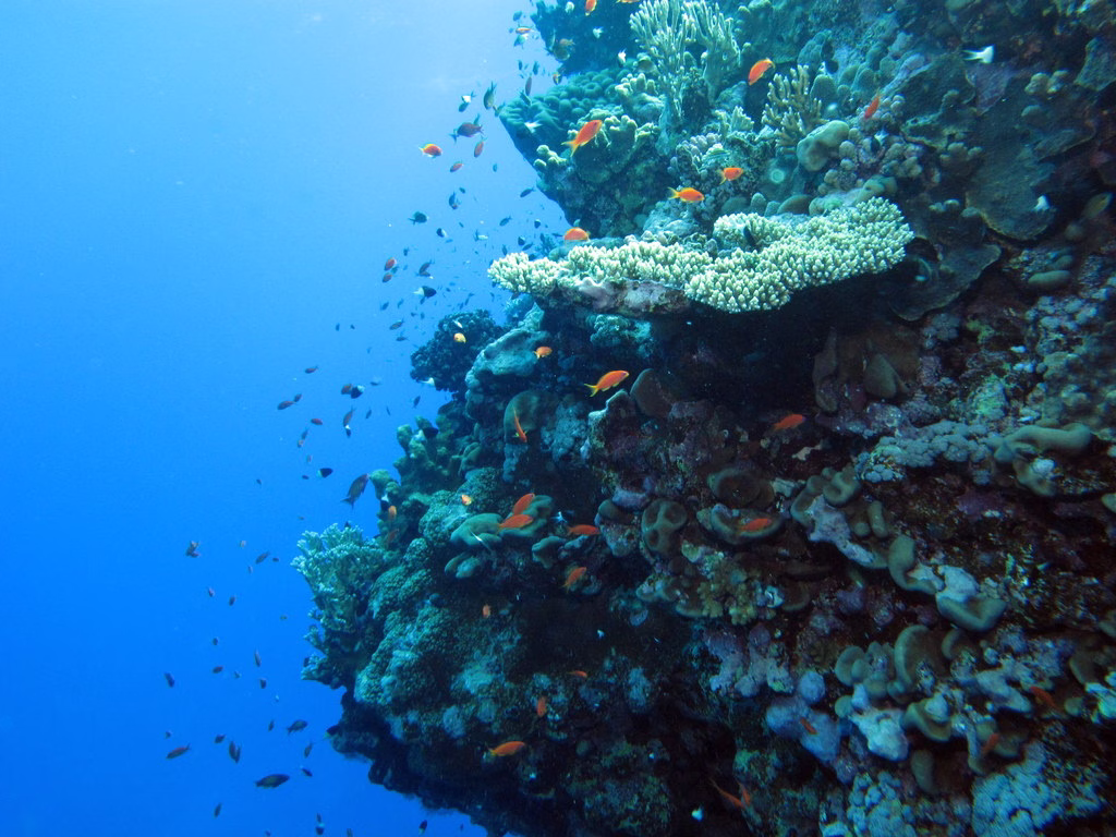 Divers exploring a deep reef wall at Desecheo Island, Puerto Rico