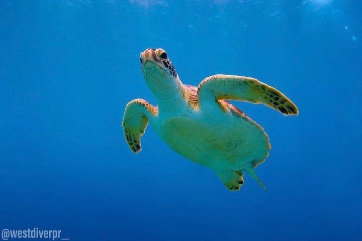 a bird swimming in blue water