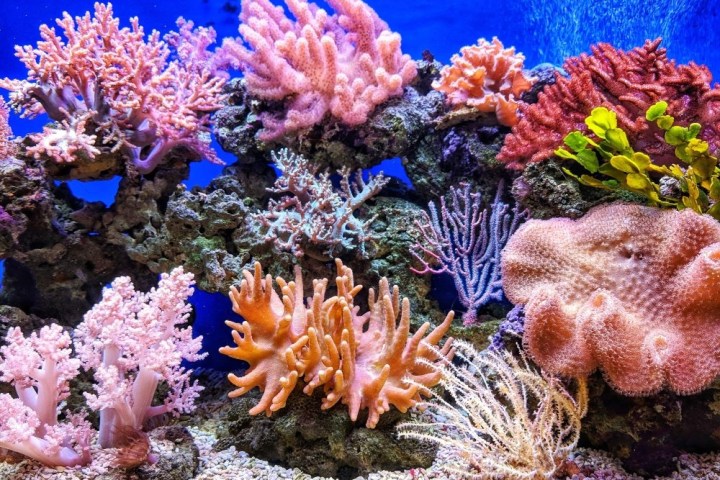 underwater view of a coral